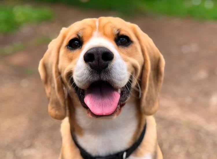 Smiling Beagle