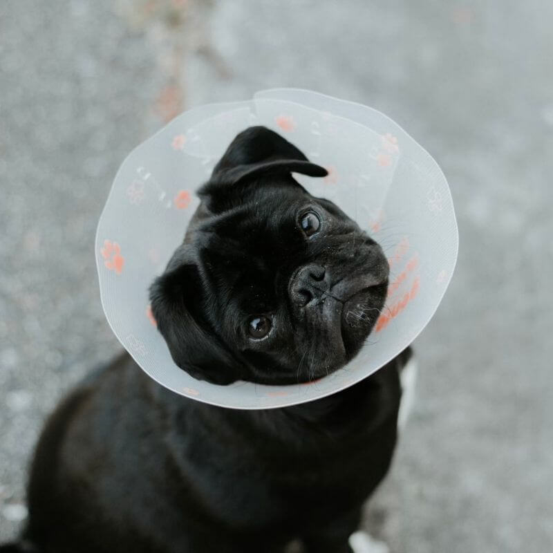 Dog with a cone on