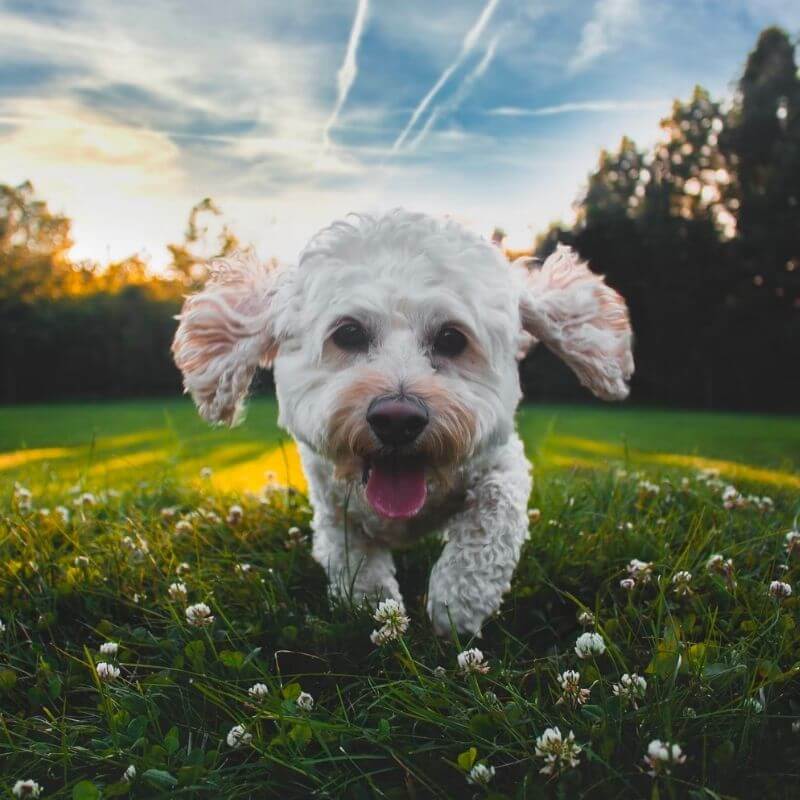 Dog in the grass