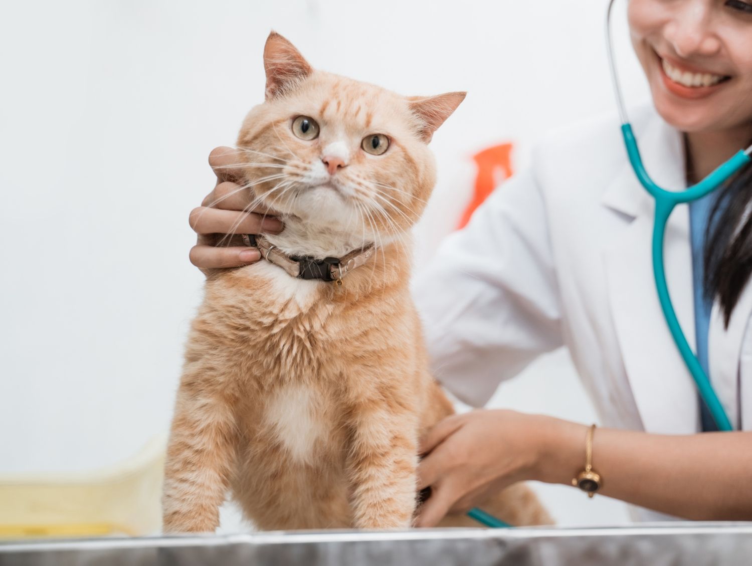 A vet holding a cat