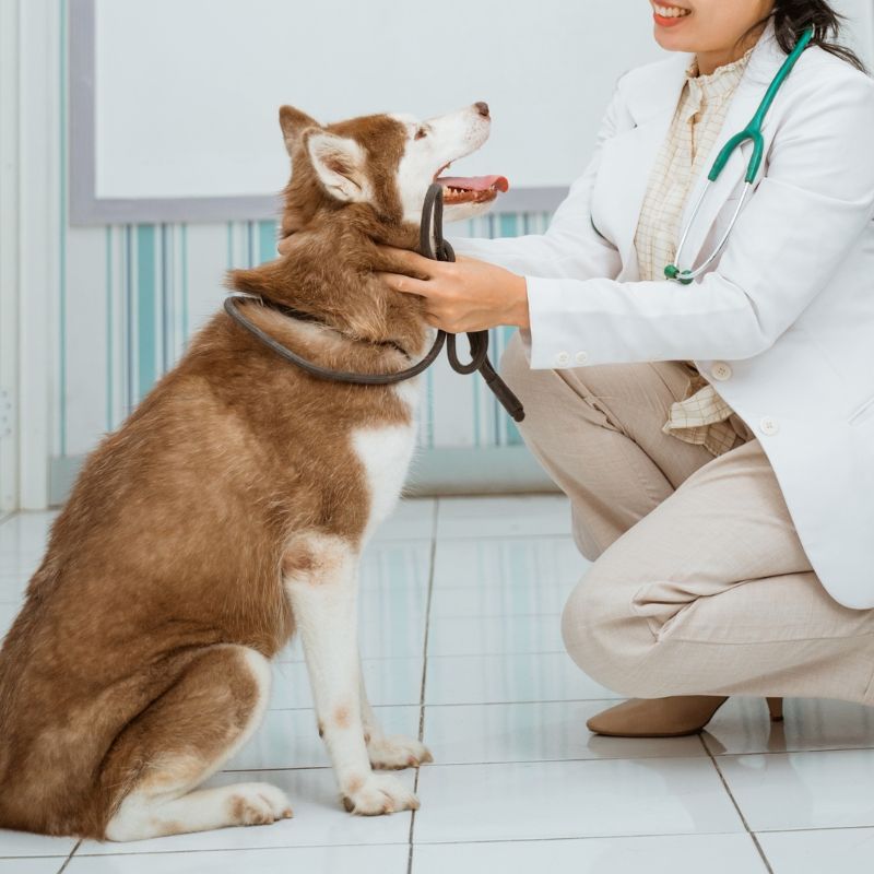 A vet with brown furry happy dog