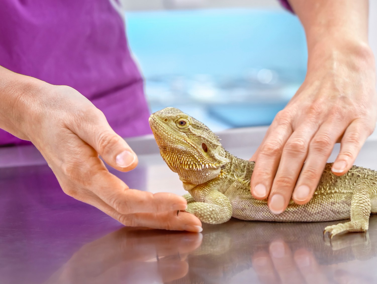 A vet examining bearded dragon A vet examining bearded dragon