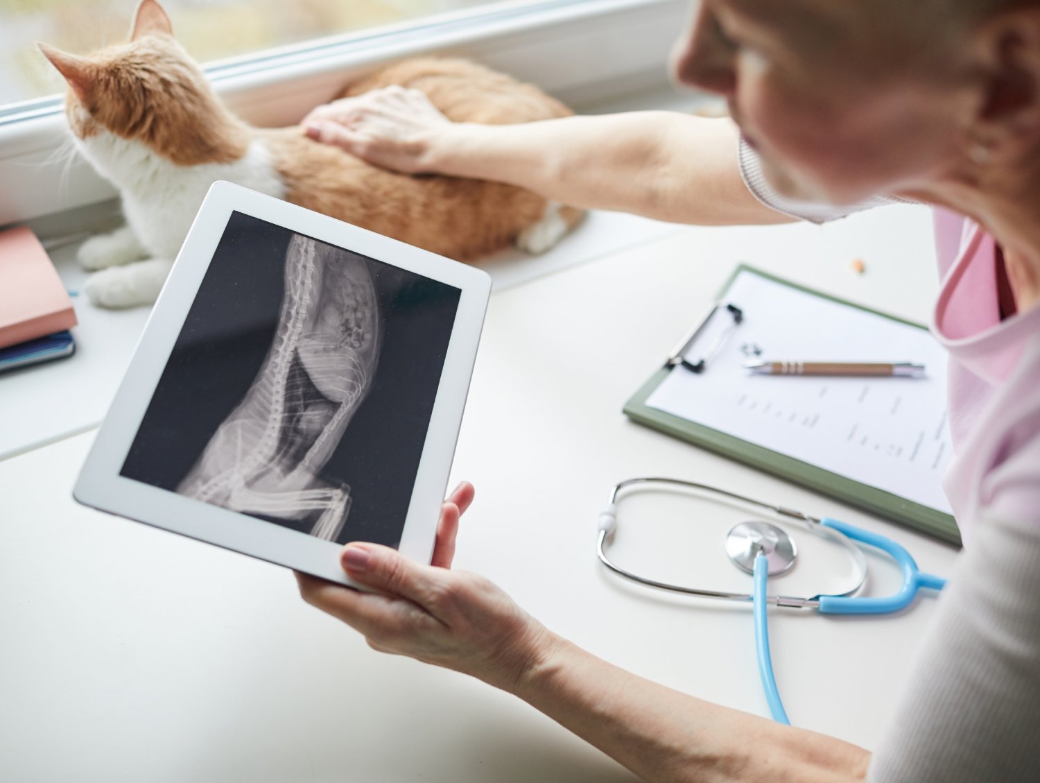 Close-up of vet doctor holding digital tablet and examining the x-ray image of cat’s body (1) Close-up of vet doctor holding digital tablet and examining the x-ray image of cat's body