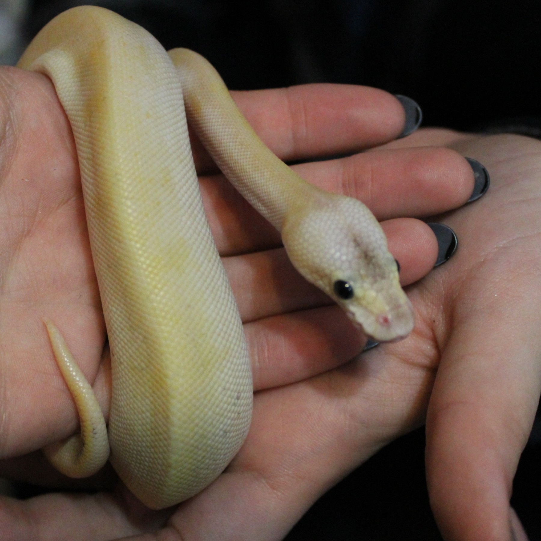 Pet Snake on Owners Hand