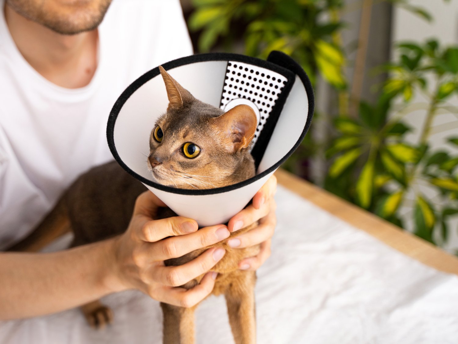 Pet Surgery Abyssinian cat wearing a recovery cone being gently held by person