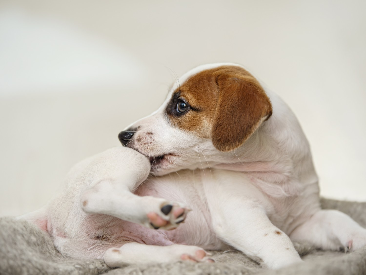 Puppy Jack russell with scratching himself and bite fleas. Puppy Jack russell with scratching himself and bite fleas.