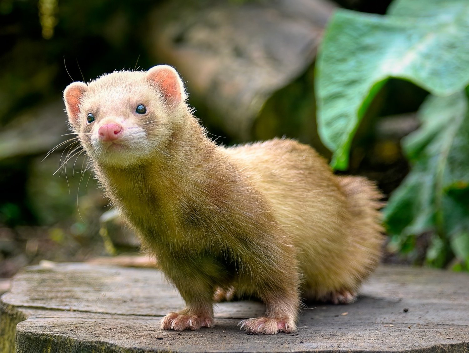 Small Mammal (1) Close-up of a curious ferret with light brown fur standing on a wooden surface in a lush green garden