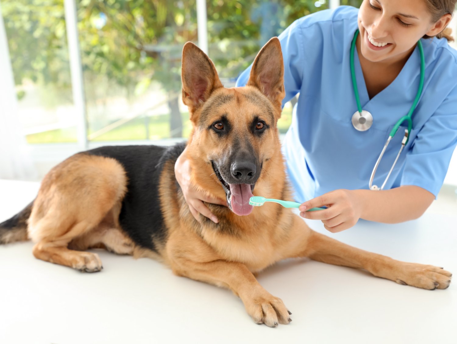 dental (3) (1) Smiling female vet in scrubs brushing teeth of German Shepherd dog on exam table in clinic