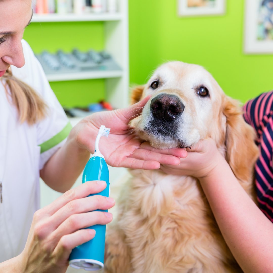 Veterinarian using electric toothbrush to clean golden retriever's teeth during dental checkup at clinic