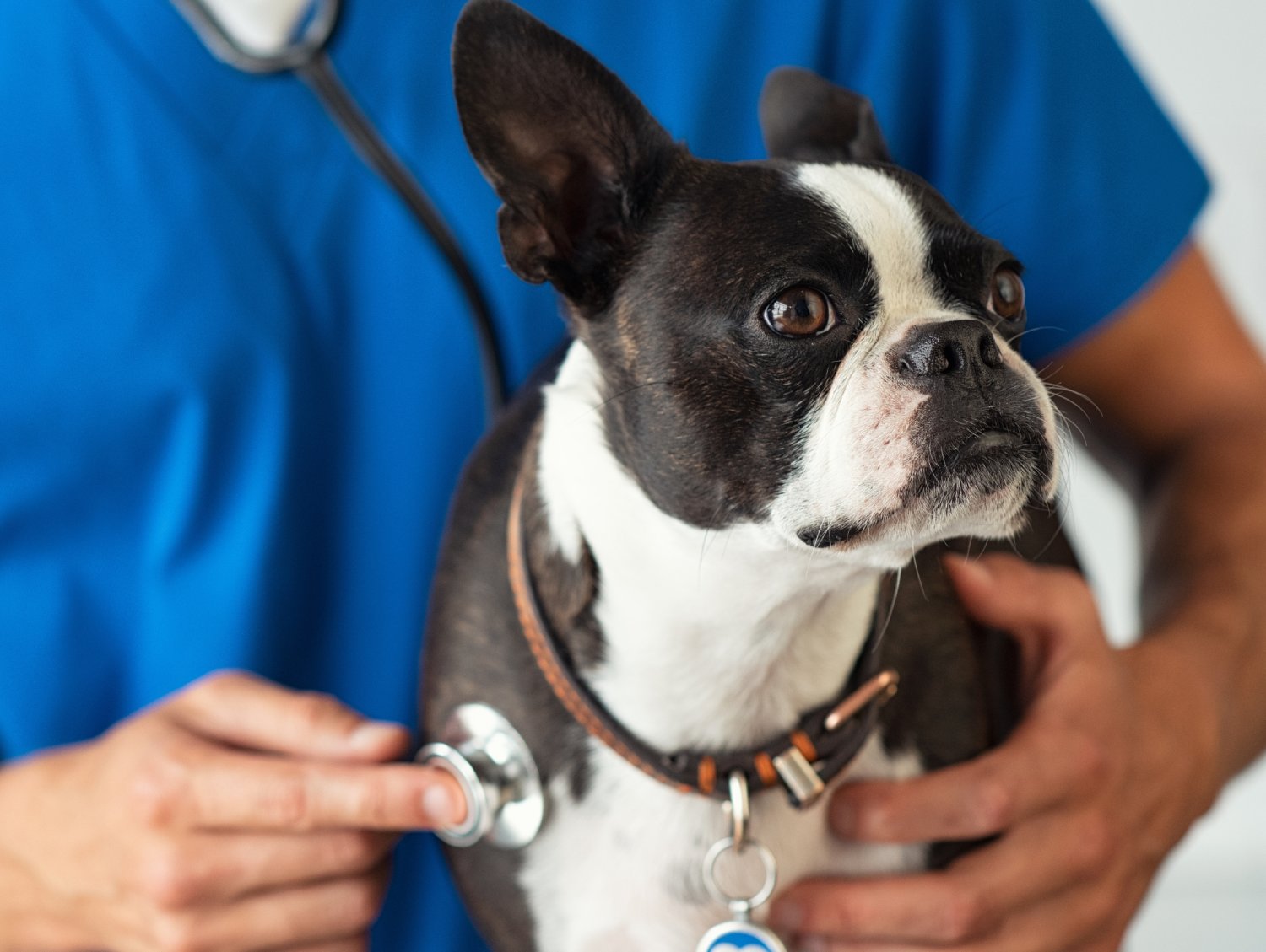 Boston Terrier being examined with a stethoscope by a veterinarian in blue scrubs during a check-up