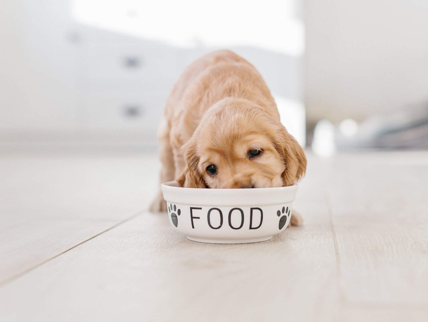 pet-nutritional-counseling-6 (1) Golden retriever puppy eating from a white food bowl labeled "FOOD" on light wooden floor indoors