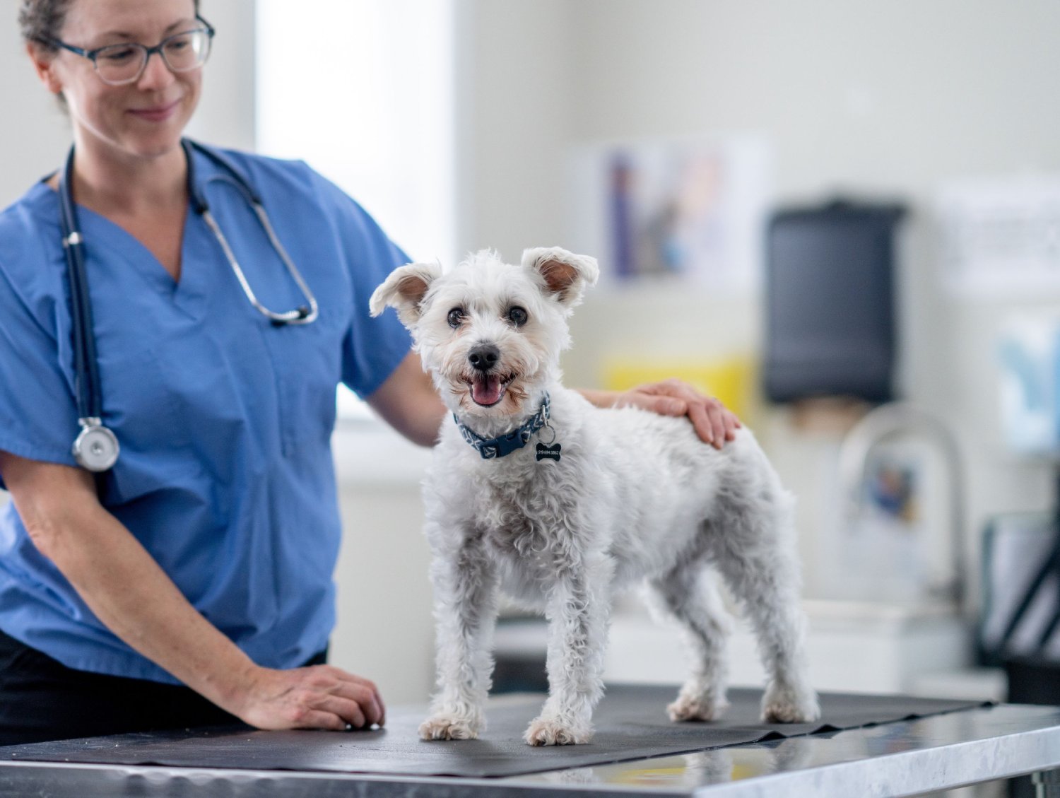 pet wellness image5 (1) Smiling white dog standing on vet exam table with female veterinarian
