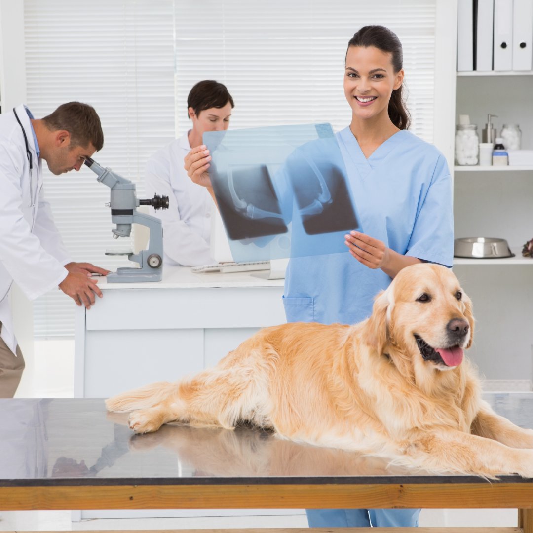 Veterinarian holding dog X-ray next to happy golden retriever on exam table in a bright vet clinic