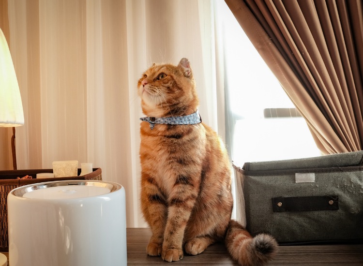A cat sitting on a bed beside a lamp