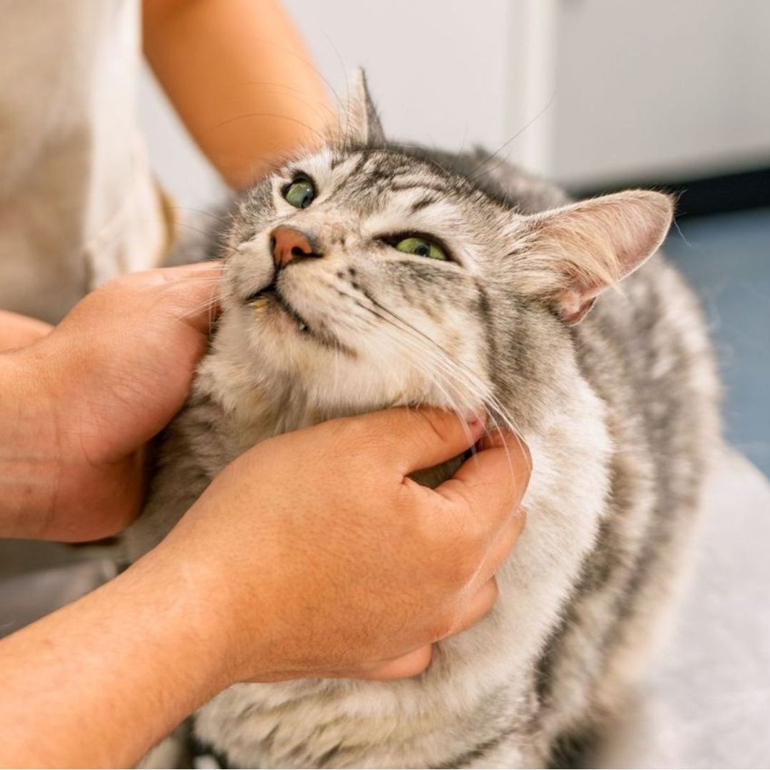 A vet petting a cat A person gently pets a cat on the neck