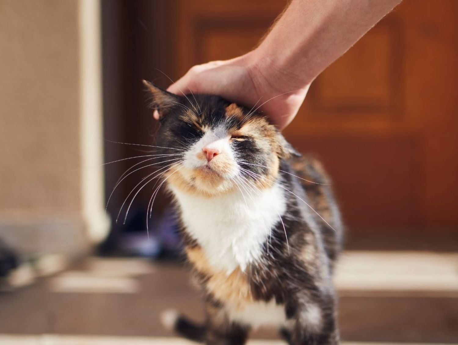 A person gently petting a cat