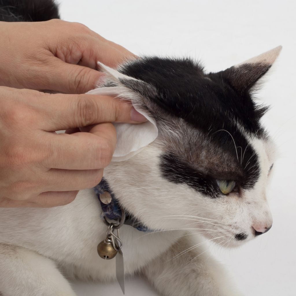 A vet examines a cat ear Pet Allergies & Dermatology Services