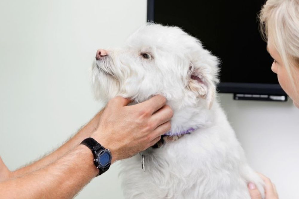 A veterinarian examining a white dog
