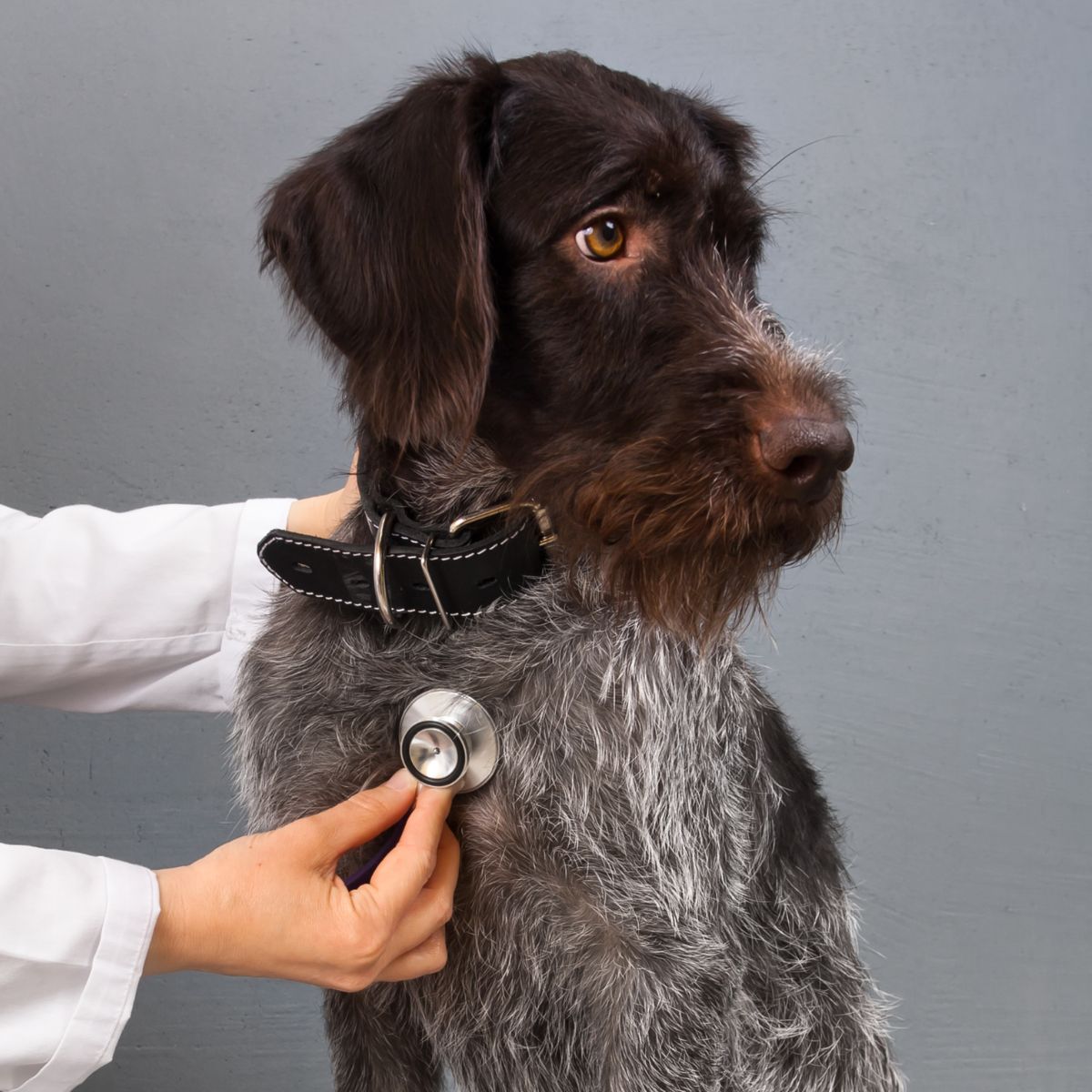 A vet examines a dog A person uses a stethoscope to examine a dog