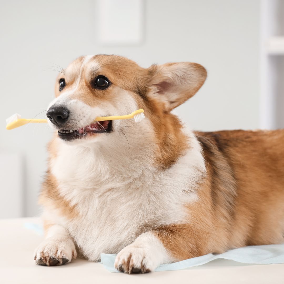 Pet Dentistry Cute corgi dog with toothbrush