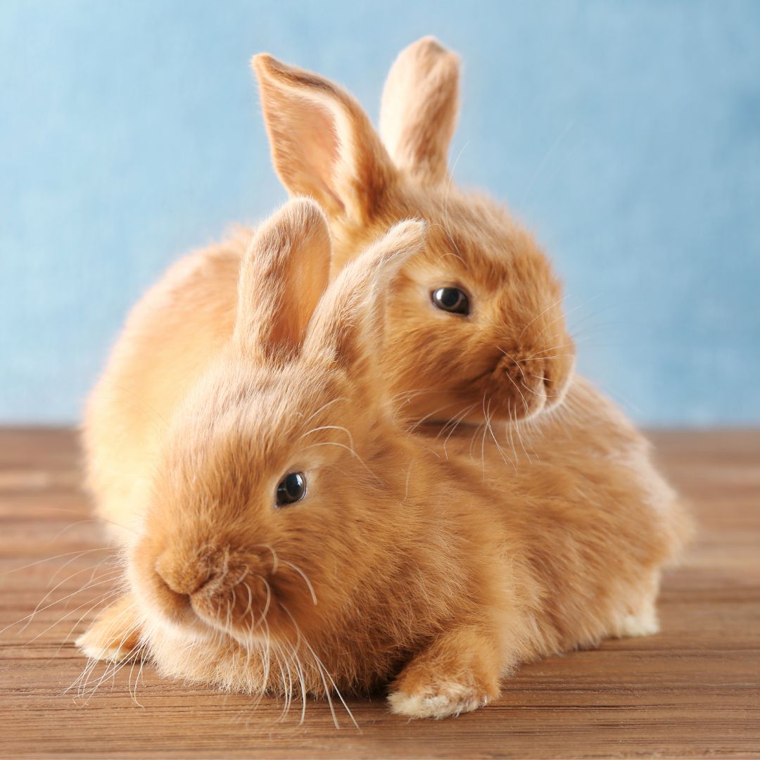 Two rabbits on wooden floor